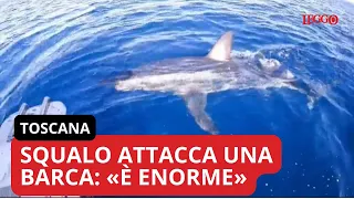 Squalo attacca una barca all’Isola del Giglio: «È enorme»