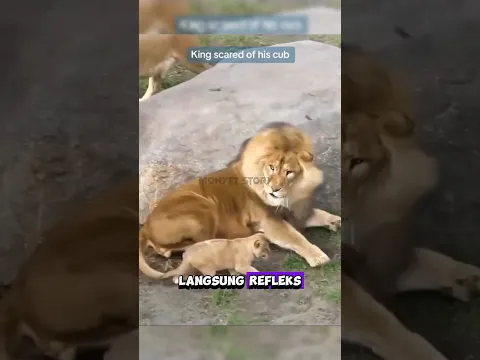 anak singa bikin kaget ayahnya #shortvideo #shortvideo