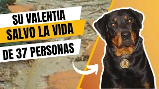 El Rottweiler que se convirtió en Héroe de la Nación! (Tragedia de Vargas / Venezuela 🇻🇪)