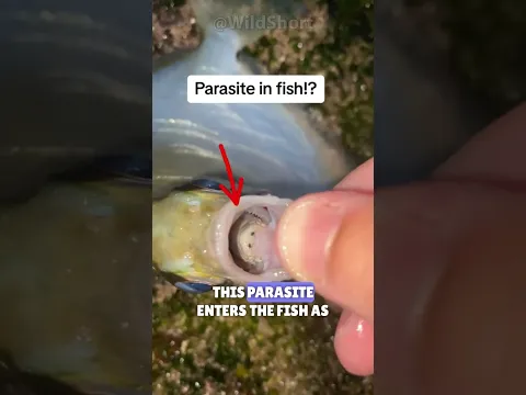 Parasite Eats The TONGUE Of Fish! | Parasite replaces the tongue of fish! #parasite #eating #fish