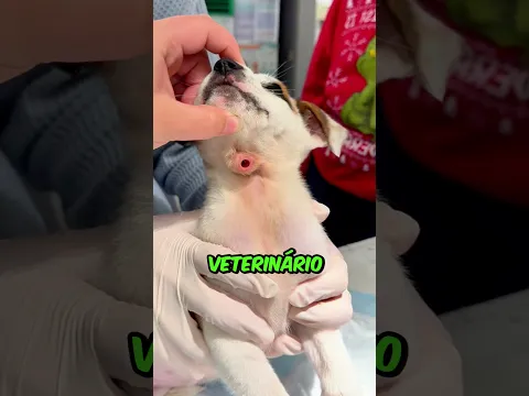 ALGO ESTRANHO NO PESCOÇO DO CACHORRO 😱🐶