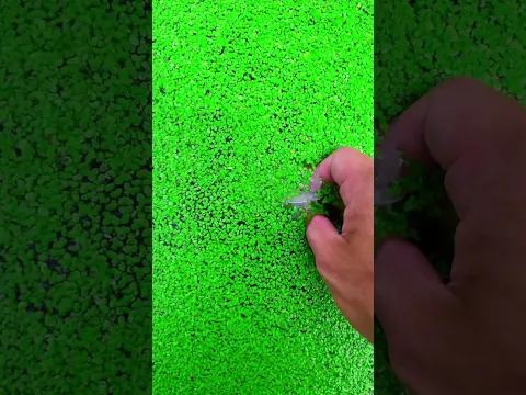 the beauty of nature - You didn't think it was that beautiful #satisfying