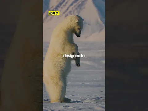 How big is a polar bear actually?