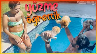 Pomeranian'larımıza Yüzme Öğrettik