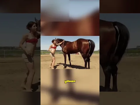 Самая Умная Лошадь 🐴