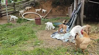 Goat & Chicken Best Friends? Adorable Farm Life Together! 🐐🐔 | Unlikely Animal Friends