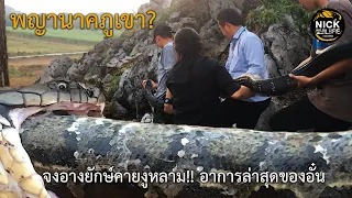 ลุยดิบEP.74 พญานาคภูเขา จงอางยักษ์กินงูหลาม!! และอาการล่าสุดของอั๋น