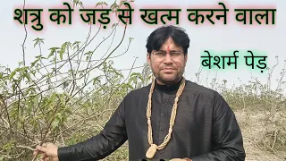 शत्रु का तुरन्त नाश करने वाला पेड़|| दुश्मन पागल हो जाएगा इस प्रयोग से||#धाम_सरकार_बालाजी_जोशीमठ#