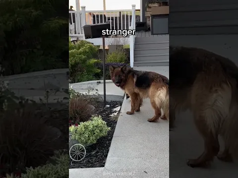 This dog surprises his owner again 🥺 #shorts