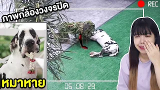 ไม่สนใจแพนด้า 1 วัน จนโดนขโมย หมาหาย!!