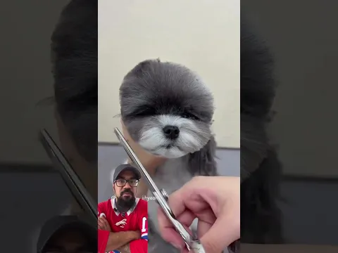 (Credit: groomer._.jihyeon on IG) #dog #pet #haircut #hairstylist #hairstyle