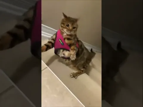 Банталт