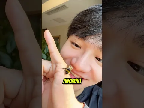 Cowok ini nemu lebah anomali malah di ajak nonton konser dangdut 🤣 #shortviral