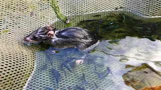 sino llego a tiempo a esta rata le pasa lo peor con los peces