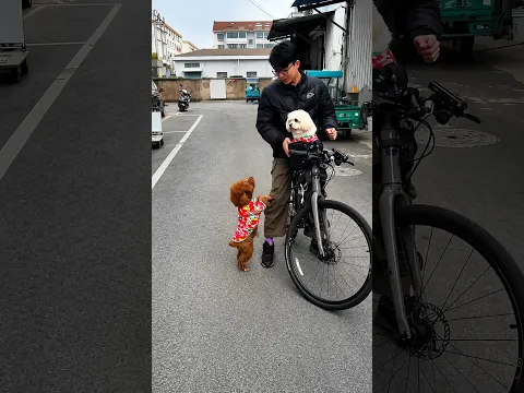 The Funniest Fight Over the Front Seat 😂🐶