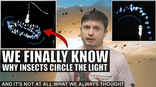 We Were Completely Wrong About Why Bugs Are Attracted To Lights