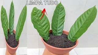 PLANTA PREVINE DOENÇAS (trombose,asma,anemia)