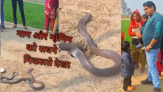 जिला बिजनौर के इक छोटे से गांव में🐍 नाग और नागिन का चमत्कार 🐍🙏plz video share #kasimalivlogs  #help
