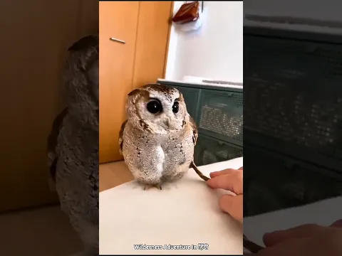 The Mysterious Calm of Owls Explained | #shorts