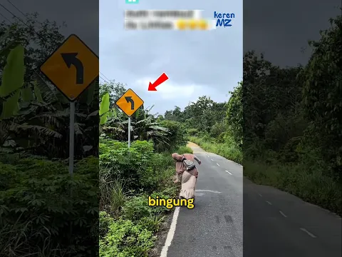 kenapa banyak warga Indonesia ngak paham rambu lalu lintas??