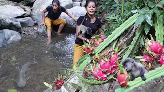 Survival in the forest: Found natural dragon fruit growing on rocks for food with Cute yellow monkey