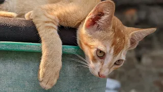 cats sleeping mood funny vedio 2023 @NaturalShortMemory