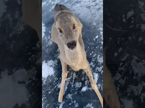 The Deer Found Itself In Icy Trap Until Random People Came To The Rescue 🥹💔  #shorts #viral