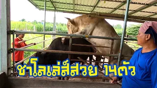 วัวชาโลเล่ส์อ้วนสวย 14ตัวใช้เวลาขุน 5 - 6เดือนน้ำหนักดีเกินคาดไปนครพนม “รู้รอบตอบโจทย์วัวขุน”