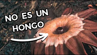 Plantas que Juegan a ser Hongos