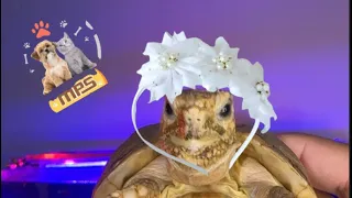 فرحة زلطة وسيد 🤭👰🤵‍♂️