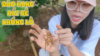 Chị Đã Đào Hang Bắt Được Con Dế Mèn Khổng Lồ