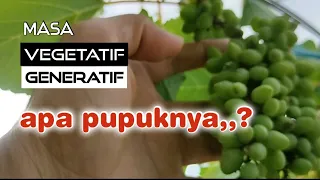 Pemupukan anggur masa generatif