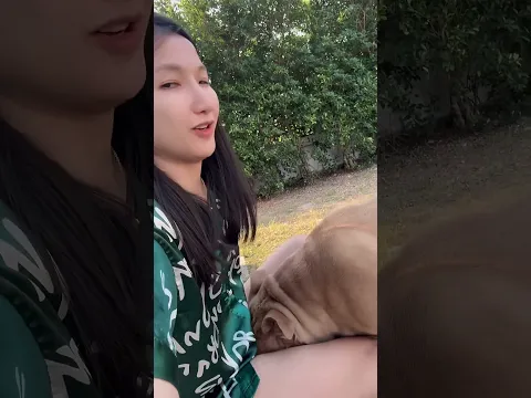 หากินก่อนคับ😆 #americanbully #ทาสหมา #ไฮไลท์ #dogs #reels