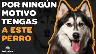 HUSKY SIBERIANO: 7 RAZONES para NO TENERLO