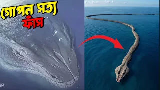 সত্যিই কি লেভিয়াথান জেগে উঠেছে? 😱 কেয়ামতের মাছ | Is Leviathan Still Alive? Oarfish Resurfaces!