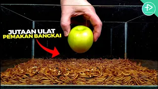 Percobaan Paling GOKIL! Apel Dimasukin di Kandang Pemakan Bangkai, Lihat Apa yang Terjadi..