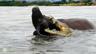 River Trap: A Lone Buffalo Faces an African Crocodile