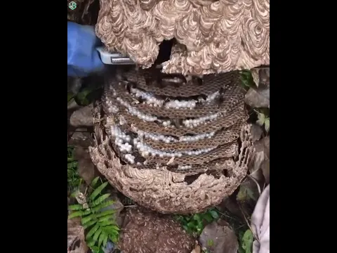 ततैया के छत्ते को घर से कैसे हटाएं.? #shorts #viral #animals