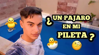 ¿HAY UN PAJARO EN MI PILETA?😱😳