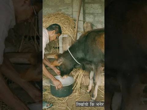 Baan ! baan ! bachchhi !! Children Song #rambabusubedi #milantimaslina #acharyagopal #childrensong