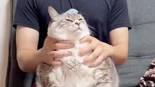 猫の頭にテープを貼ったら無抵抗になるらしい