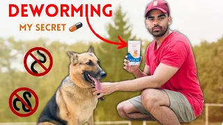 Deworming Dogs: How i deworm my German shepherds (Jack & Flexi)