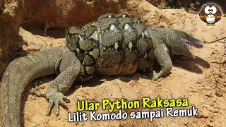 Detik-Detik Ular Python Raksasa Terekam Kamera Telan Komodo Hidup-Hidup.!