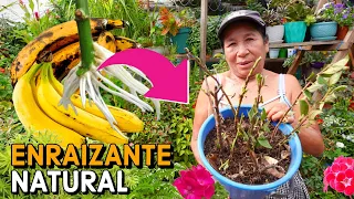 ENRAIZA cualquier RAMA o ESQUEJE RAPIDAMENTE Utilizando El PLATANO | Enraizante CASERO Natural