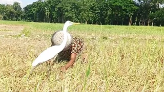 বক পাখি ধরে কেমনে দেখেন