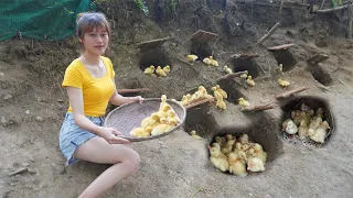 New born baby ducks - How to make a place to sleep for chickens - Green Forest Farm, Living Off Grid