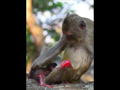 Top Video!!. Mom monkey block milk baby #short