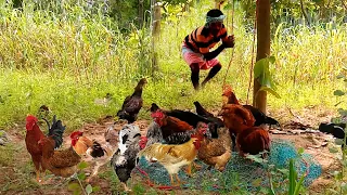 Catch OUNTRY CHICKEN with traps in the old Traditional way AND A DELICIOUS DINNER IS READY!