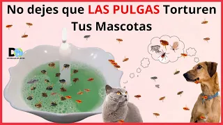 NO DEJES QUE LAS PULGAS TORTUREN A TU MASCOTA | 5 MANERAS DE ELIMINAR LAS PULGAS  EN  PERROS Y GATOS