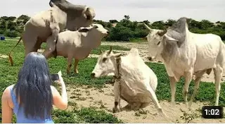 “Cows Grazing and Resting in Thar Desert | Simple Village Lif